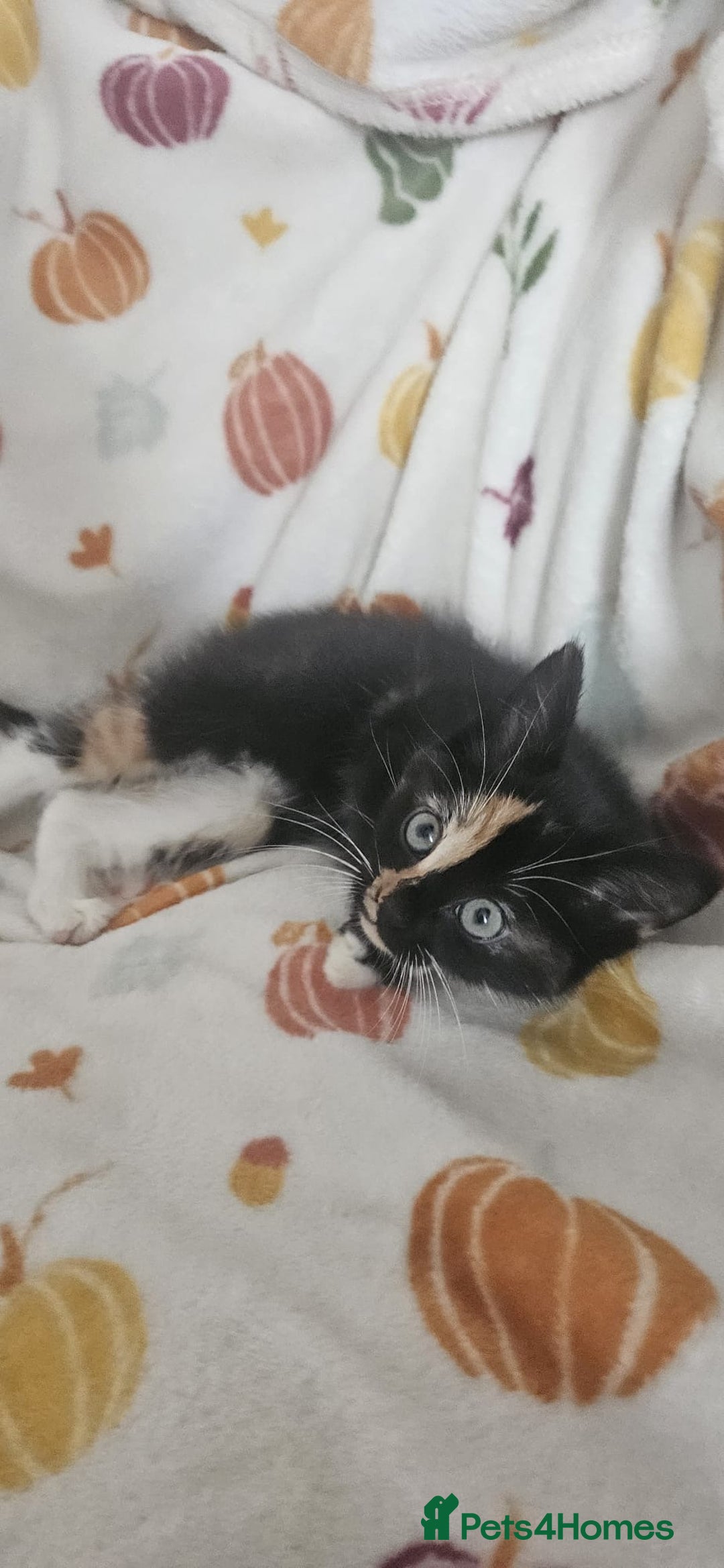 Mixed Breed cats for sale: Female kitten - Image 3