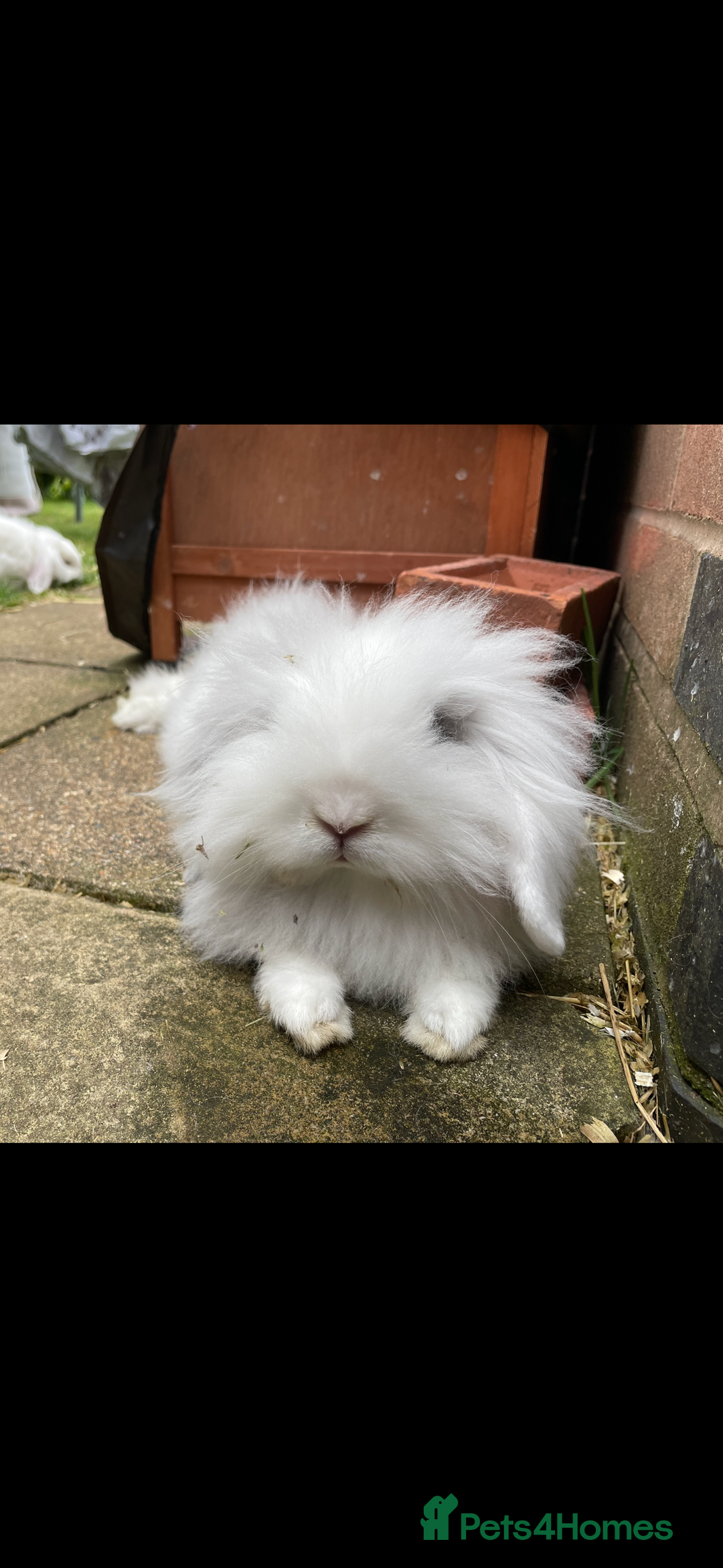 Mixed Breed rabbits for sale: Beautiful Baby Rabbits  - Advert 8
