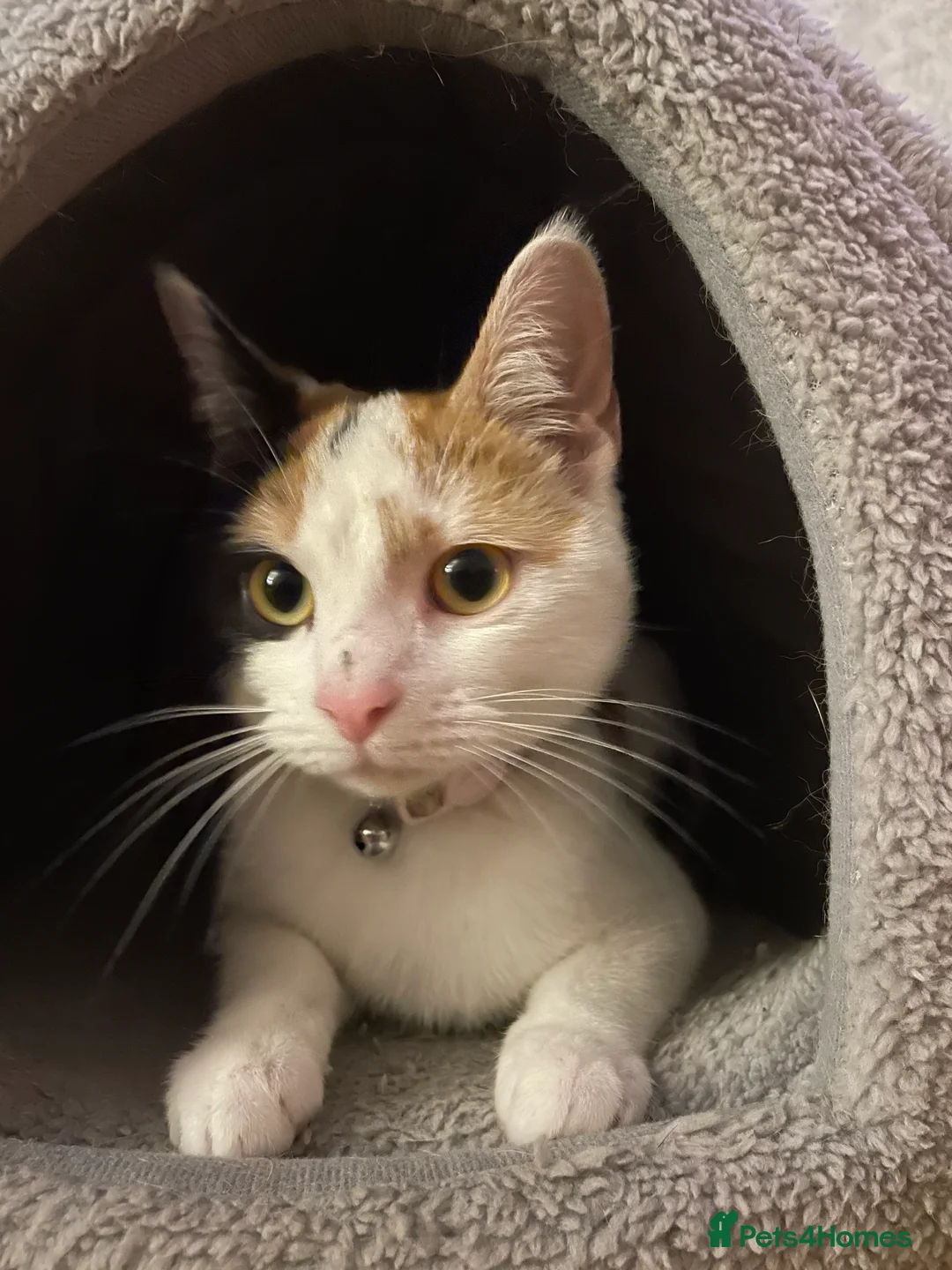 Mixed Breed cats for sale: Mixed breed female  - Advert 1