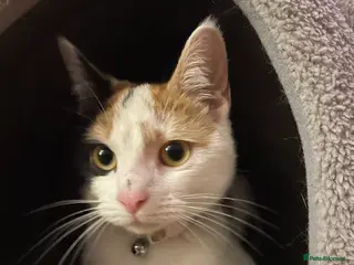 Mixed Breed cats Mixed breed female - Advert 2