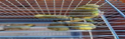 Budgerigars birds for sale: Baby budgies 2026 - Advert 8