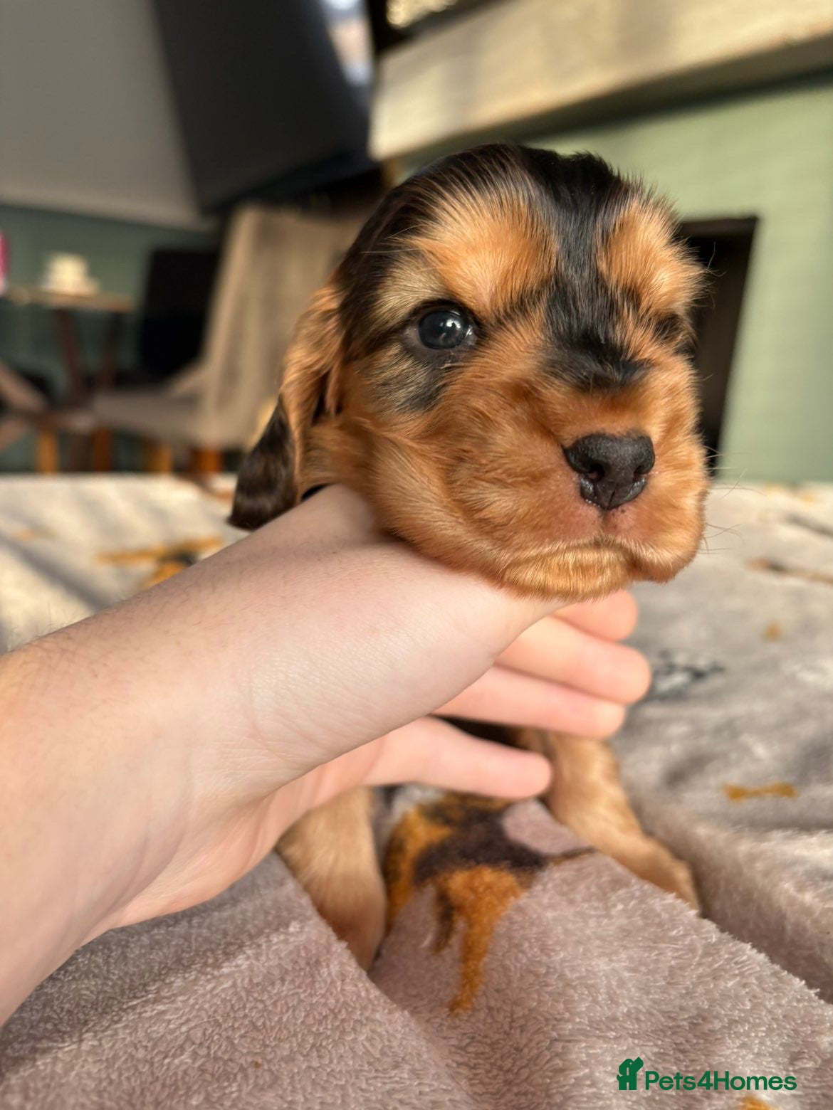 Cocker Spaniel dogs KC Reg Show Cocker Spaniel Puppies  - Advert 18