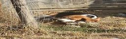 Beagle dogs for sale: KC registered Beagle Puppies - Advert 3
