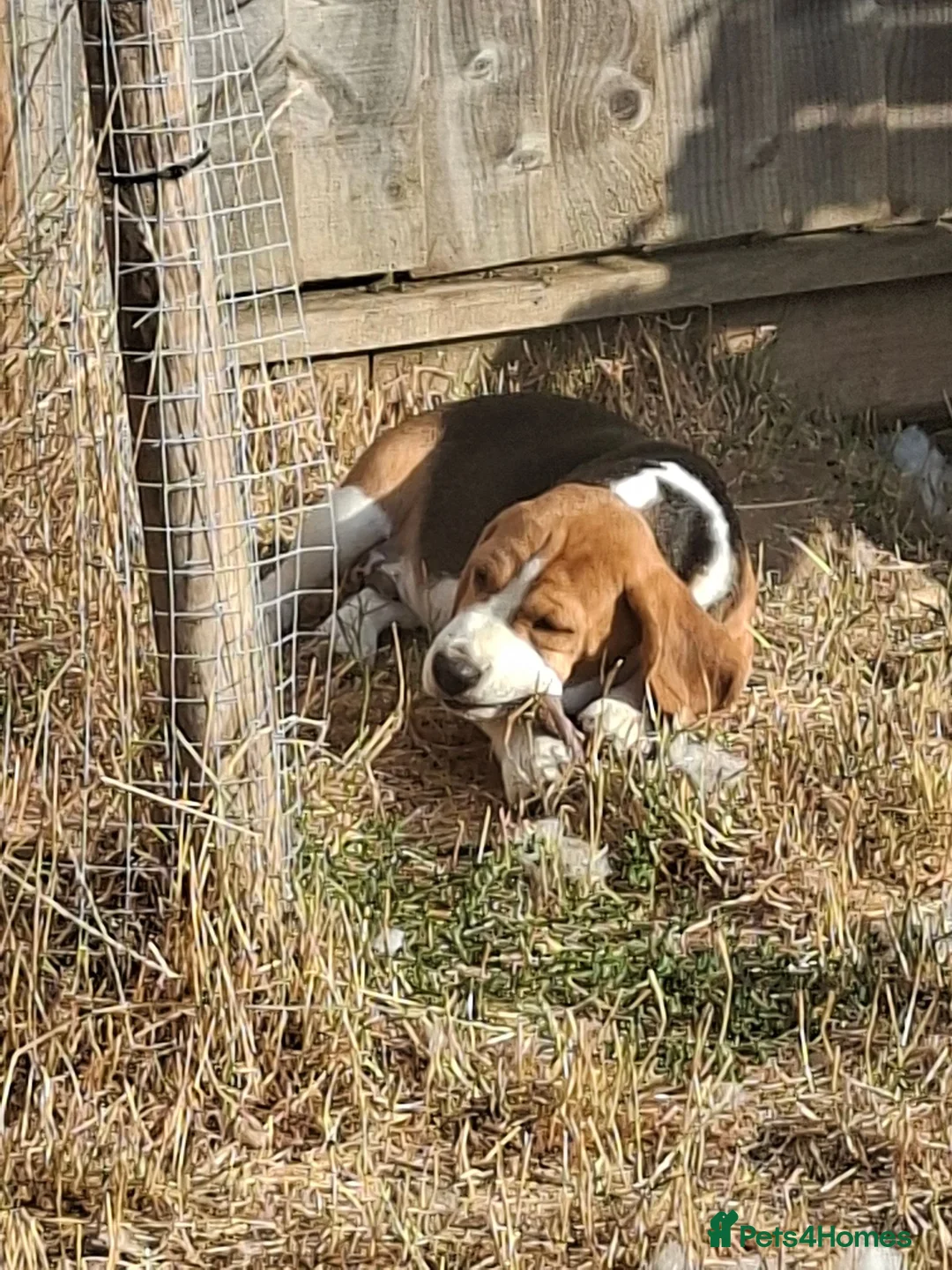 Beagle dogs for sale: KC registered Beagle Puppies - Advert 3