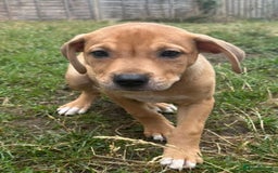 Mixed Breed dogs for sale: Pocket Bully x Labrador (Pocket Bullador) Puppies - Image 8