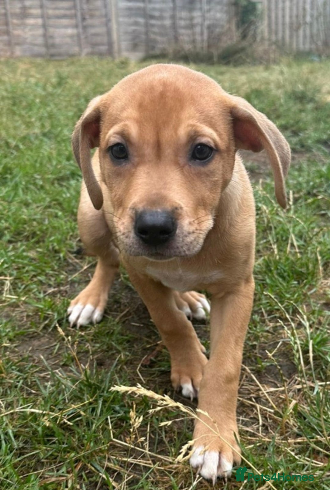 Mixed Breed dogs for sale: Pocket Bully x Labrador (Pocket Bullador) Puppies - Image 8
