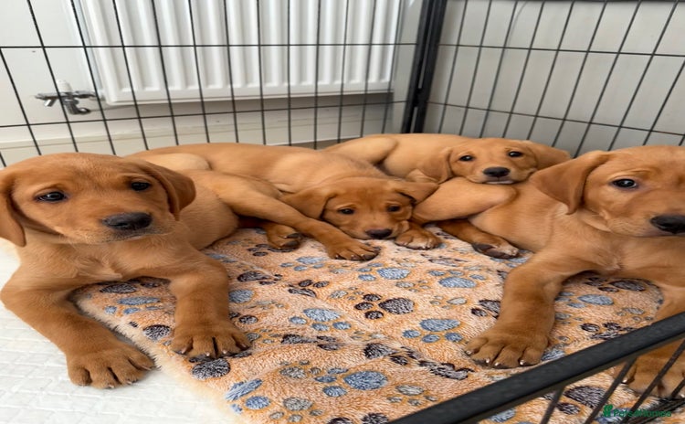 Labrador Retriever dogs - Advert 9