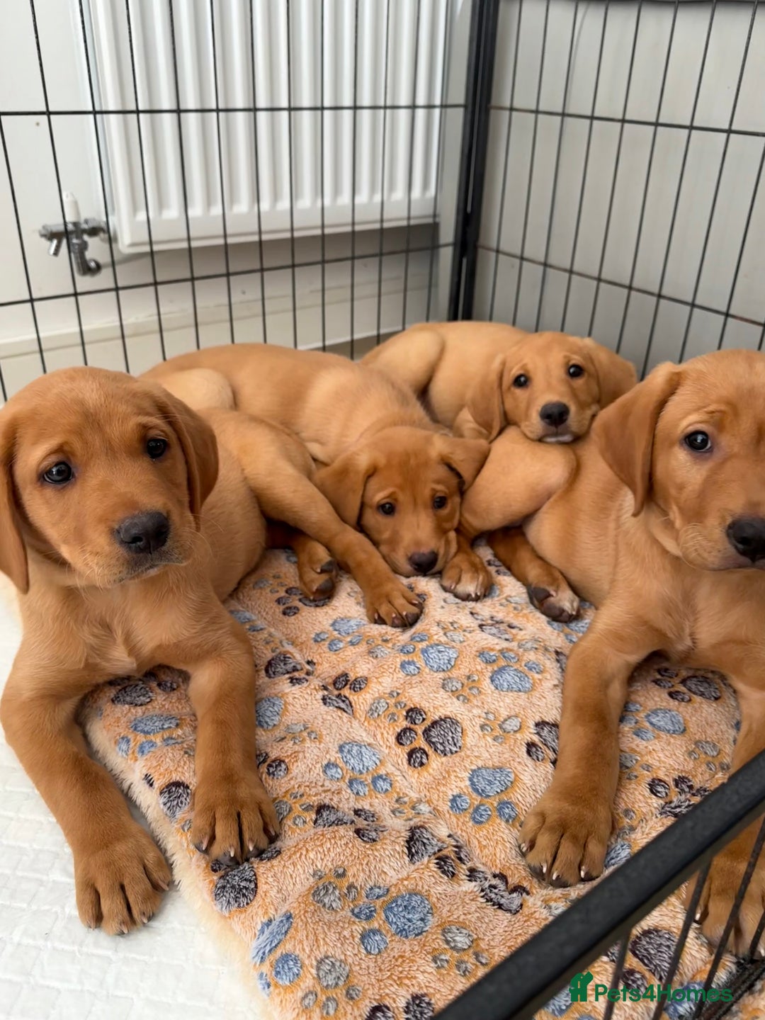 Labrador Retriever dogs for sale: READY NOW KC registered fox red Labrdor retriever  - Image 1