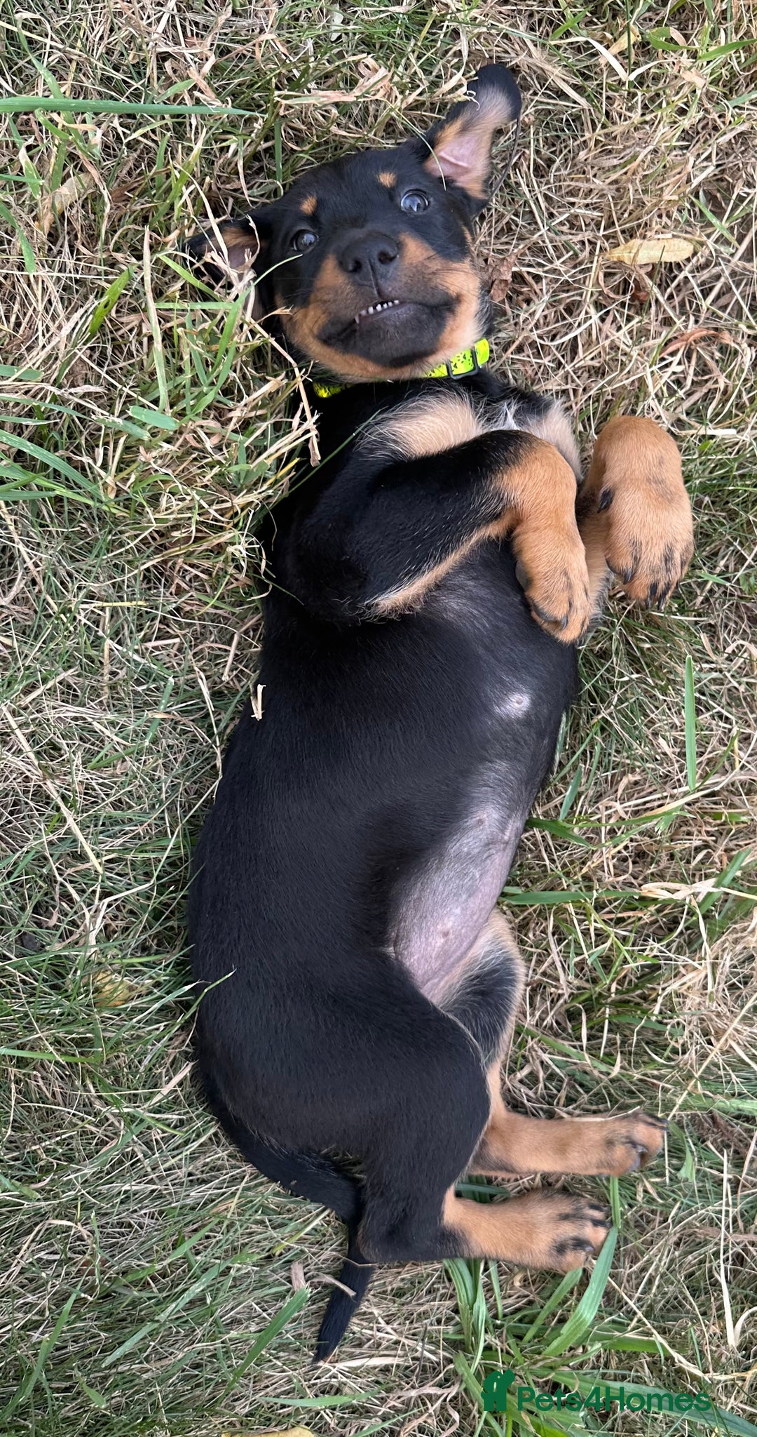 Rottweiler dogs for sale: Healthy Rottweiler puppies ready now  - Image 20