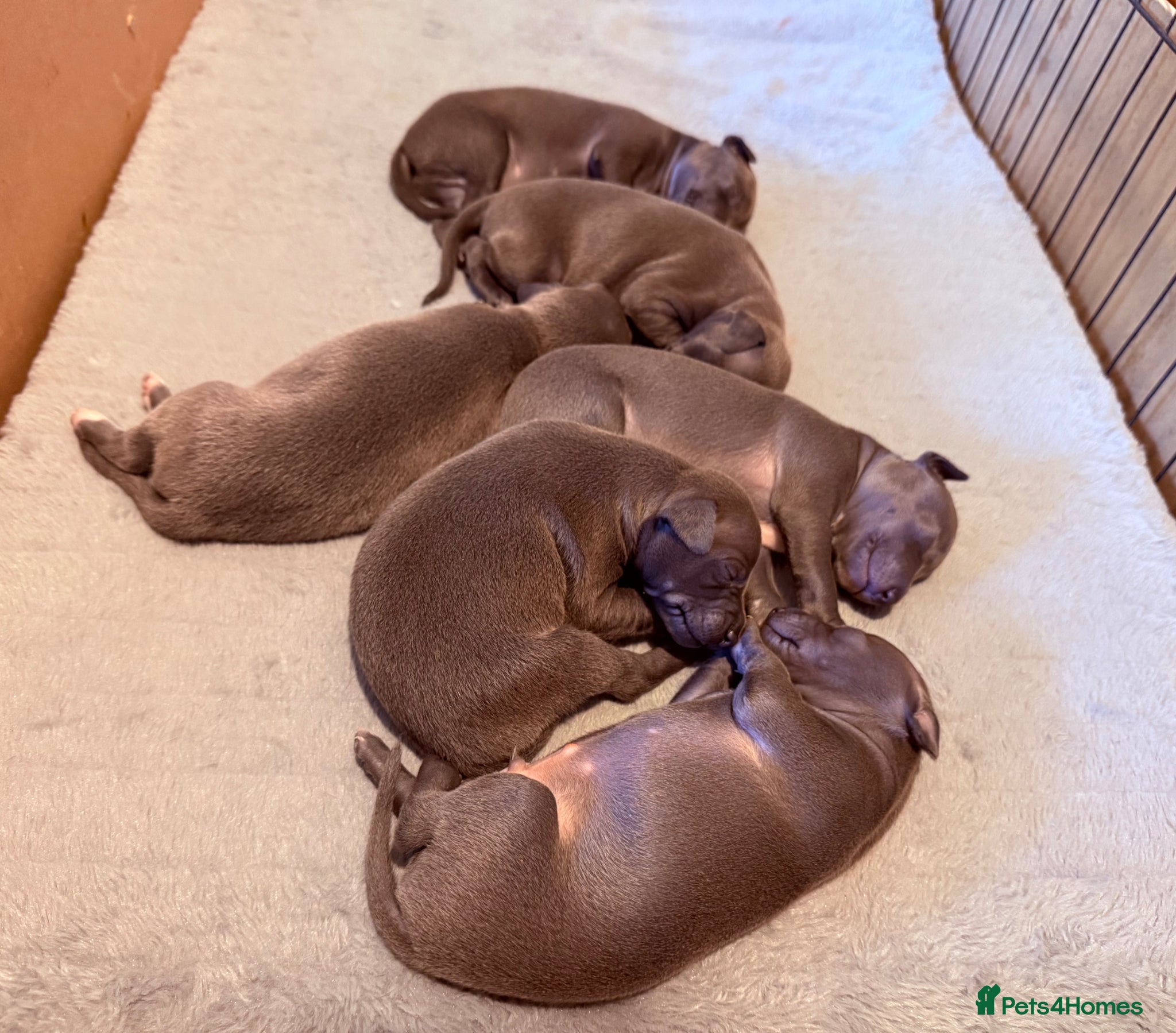 Italian Greyhound dogs 5  Stunning KC Italian Greyhound Puppies  - Advert 1