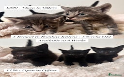 Bengal cats for sale: 6 Cuddly Bengal & Bombay Kittens - Image 1