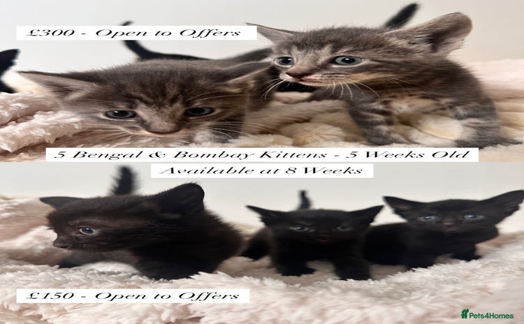 Bengal cats - Advert 7