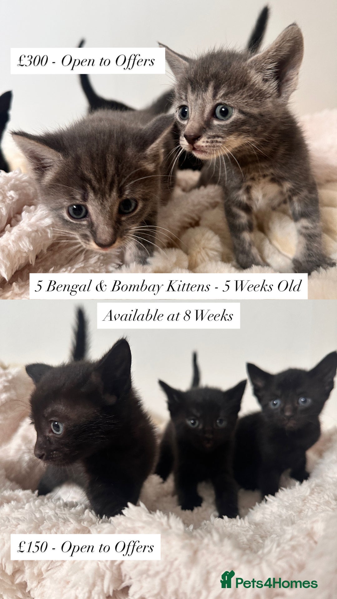 Bengal cats for sale: 6 Cuddly Bengal & Bombay Kittens - Image 1