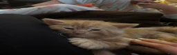 Mixed Breed cats for sale: 5 Beautiful Kittens * TABBY * GINGER *  - Advert 9