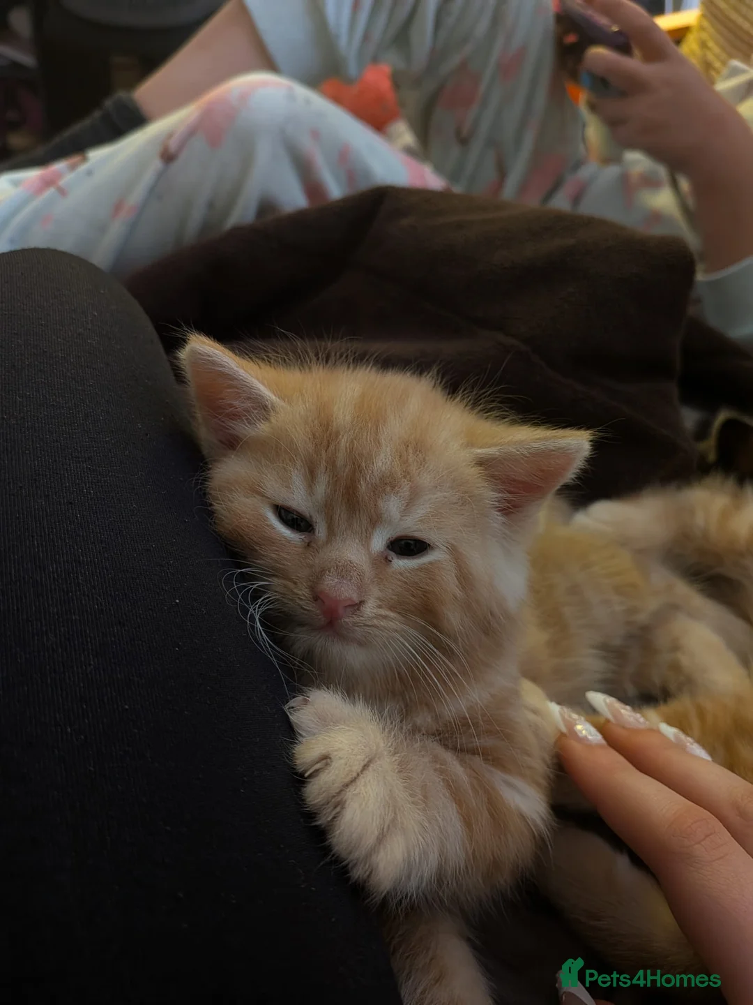 Mixed Breed cats for sale: 5 Beautiful Kittens * TABBY * GINGER *  - Advert 9