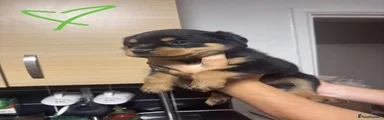 Rottweiler 5