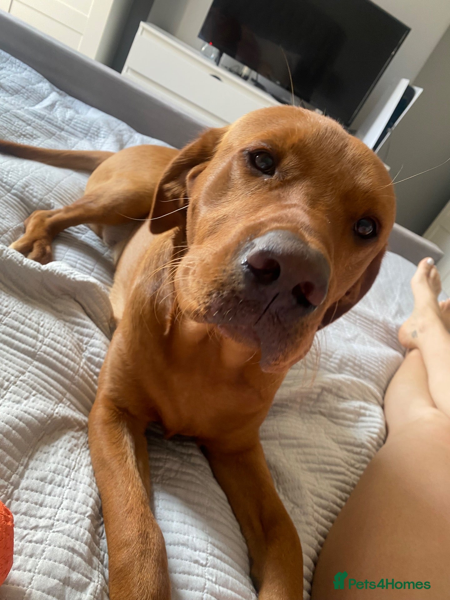 Labrador Retriever dogs Fox Red Labrador Available for Stud.  - Advert 1