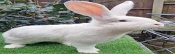 Continental Giant rabbits for sale: PURE HEALTHY Continental Giants PROVEN FOR STUD🐰  - Advert 5