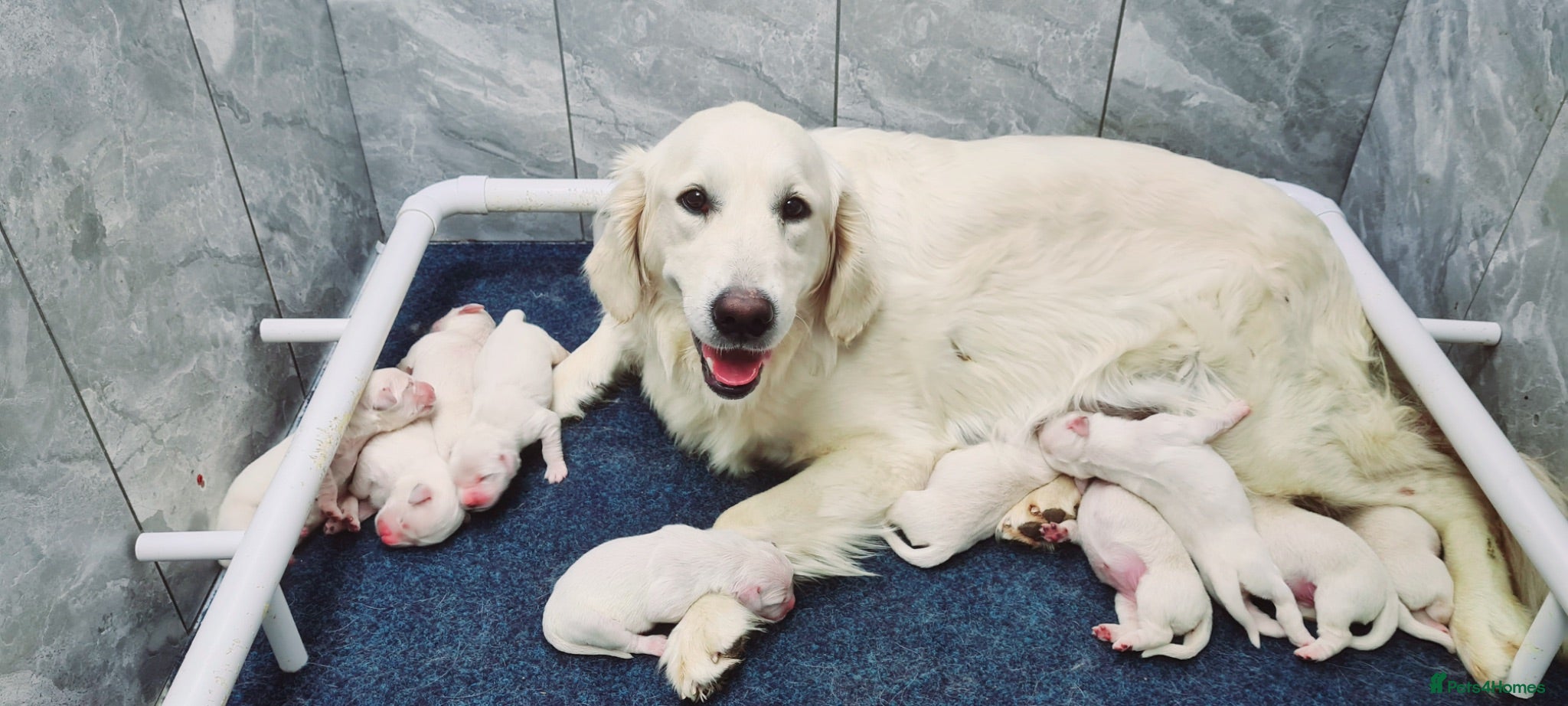 Golden Retriever dogs Kc Registered Golden Retriever puppies - Advert 1
