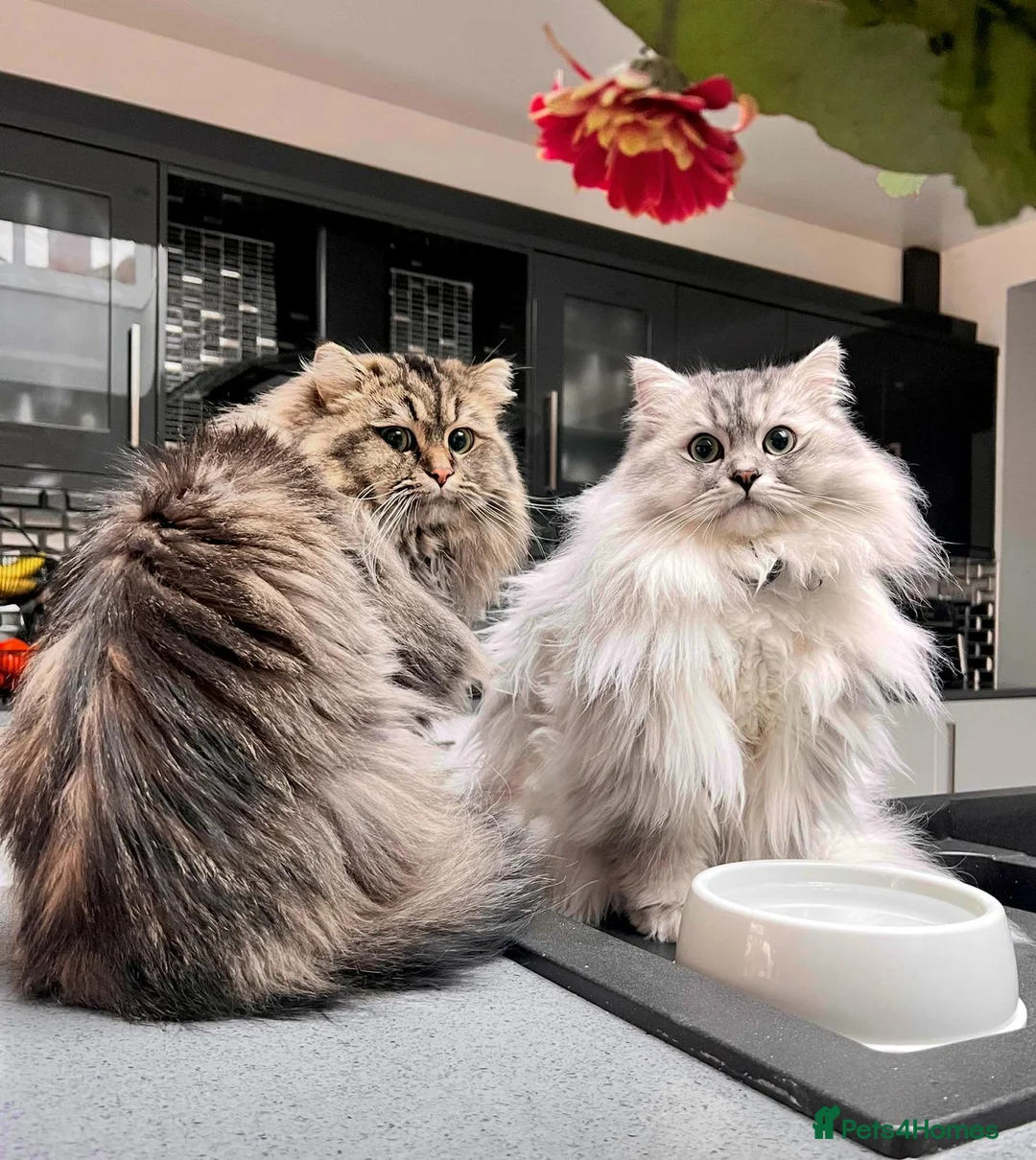 Persian cats for stud: Beautiful Brown/golden Ragdoll/Persian for STUD in Birmingham - Advert 6