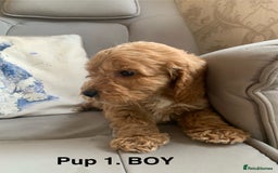 Cockapoo dogs for sale: Beautiful Cockapoo Puppies  - Image 5