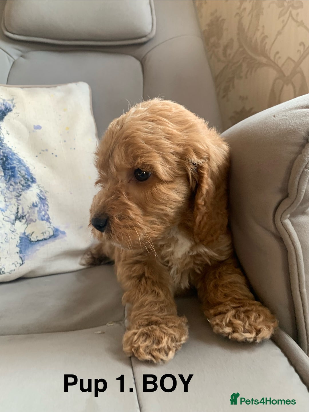 Cockapoo dogs for sale: Beautiful Cockapoo Puppies  - Image 5