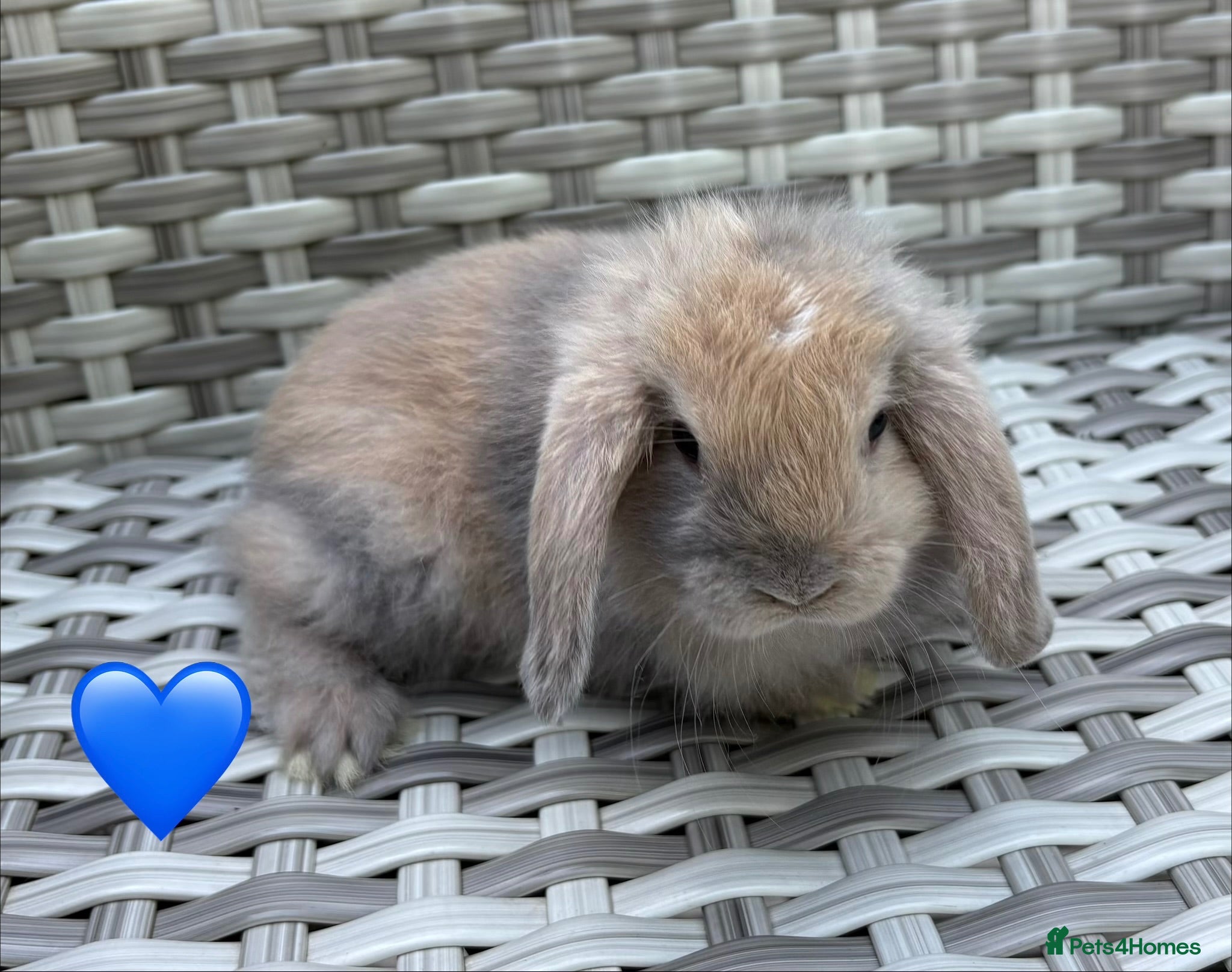 Mini Lop rabbits Pure bred mini lops - Advert 1
