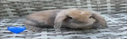 Mini Lop rabbits for sale: Pure bred mini lops - Advert 1