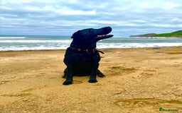Labrador Retriever dogs for sale: 7yo Male Labrador KC Registered - Image 8