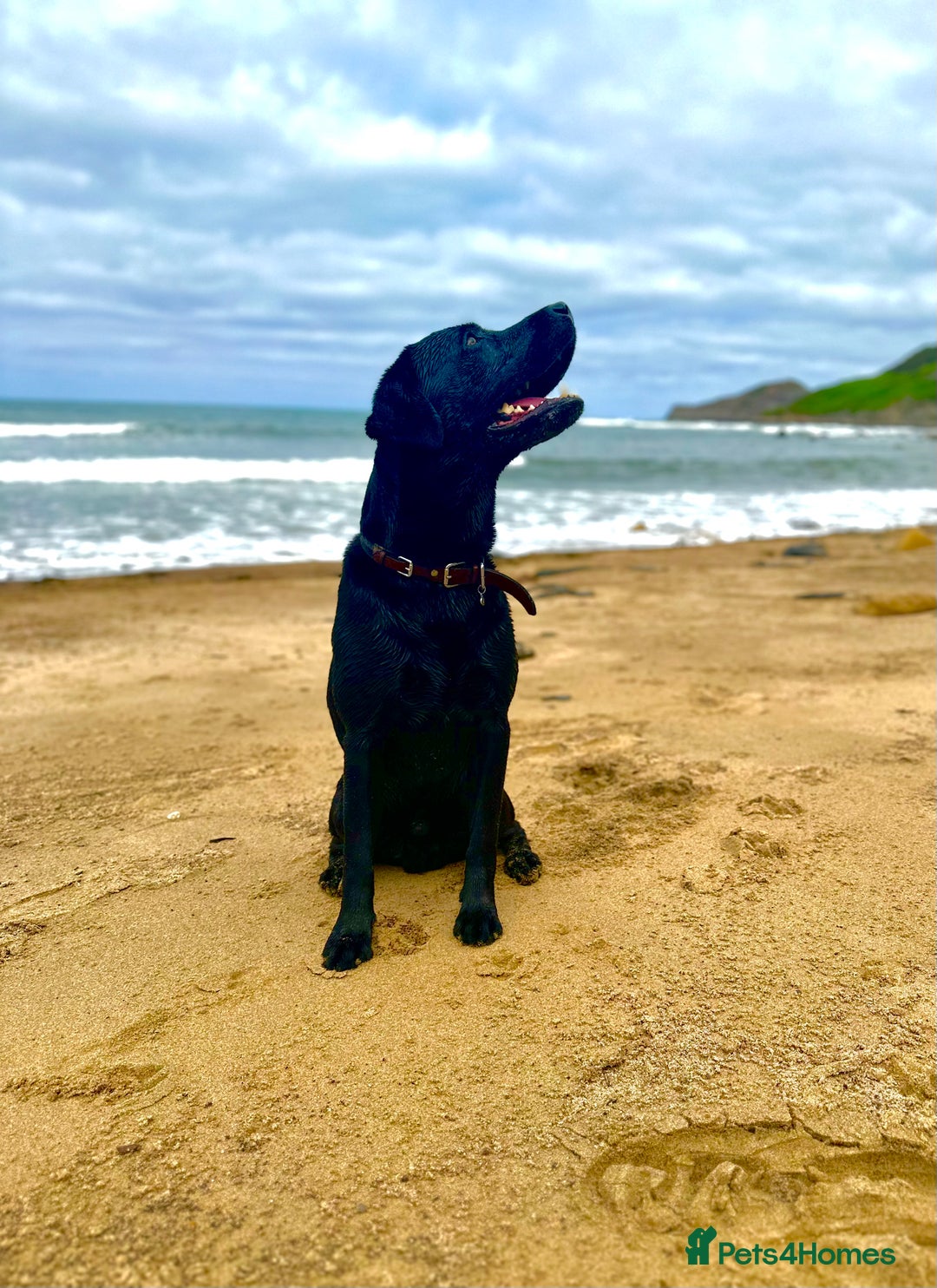Labrador Retriever dogs for sale: 7yo Male Labrador KC Registered - Image 8