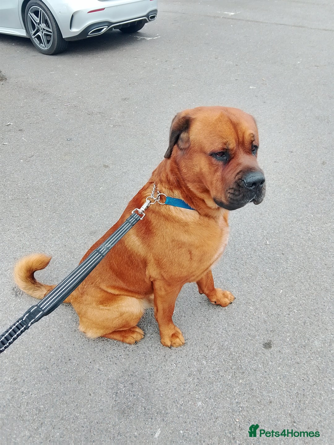 Rottweiler dogs for stud: St Weiler for stud - Advert 3