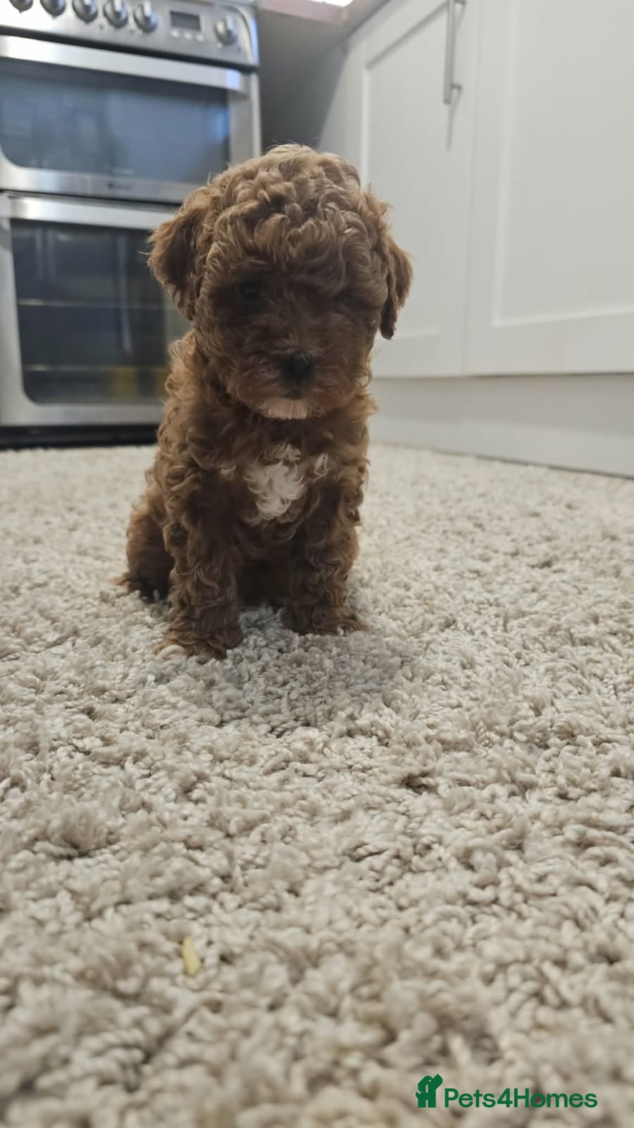 Maltipoo dogs  Adorable Tiny Toy Maltipoo puppies 🐶 - Advert 3