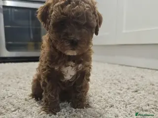 Maltipoo dogs Adorable Tiny Toy Maltipoo puppies 🐶 - Advert 3