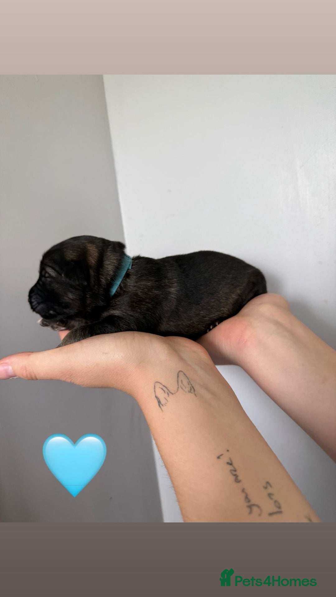 German Shepherd dogs for sale: Stunning German Shepherd/Utonagan Puppies  - Image 30