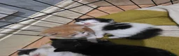 Mixed Breed cats for sale: A mix of beautiful kittens - Advert 11