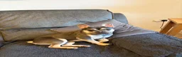 French Bulldog dogs for sale: French bulldog male  - Advert 3