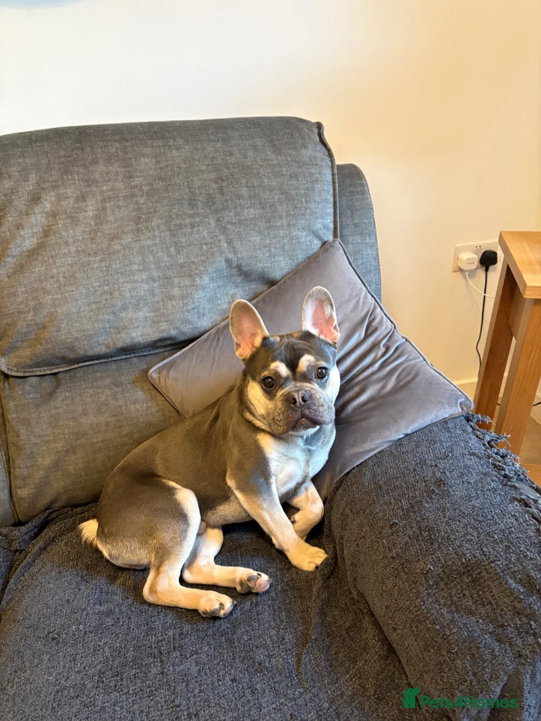 French Bulldog dogs for sale: French bulldog male  - Advert 3