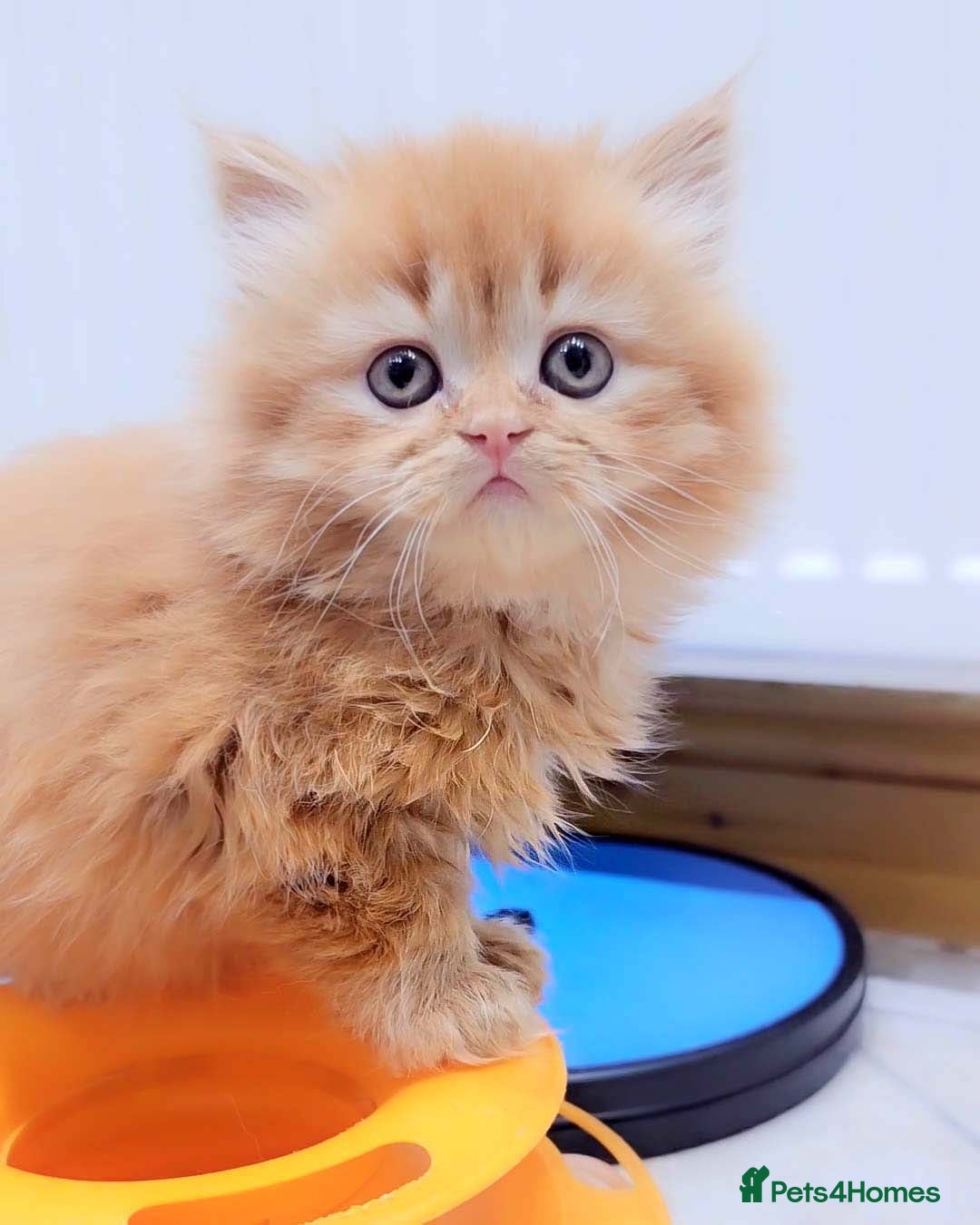 British Shorthair cats for sale: Lovely BSH/BLH Kittens Ready For New Home - Advert 20