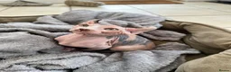 Sphynx cats for sale: Dolce the girl - Advert 6