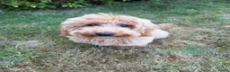 Poochon dogs for sale: Beautiful 6 month old Poochon for rehoming - Advert 5