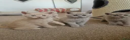 British Shorthair cats for sale: Beautiful British Shorthair Kittens 😻 - Advert 31