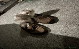 Persian cats for sale: Persian chinchilla kitten  - Image 6