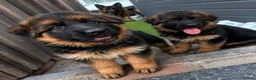 German Shepherd dogs for sale: Champion blood line GSD German shepherd  - Advert 5