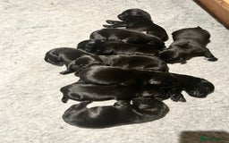 Labrador Retriever dogs for sale: Black Labrador puppies, KC reg  - Image 12