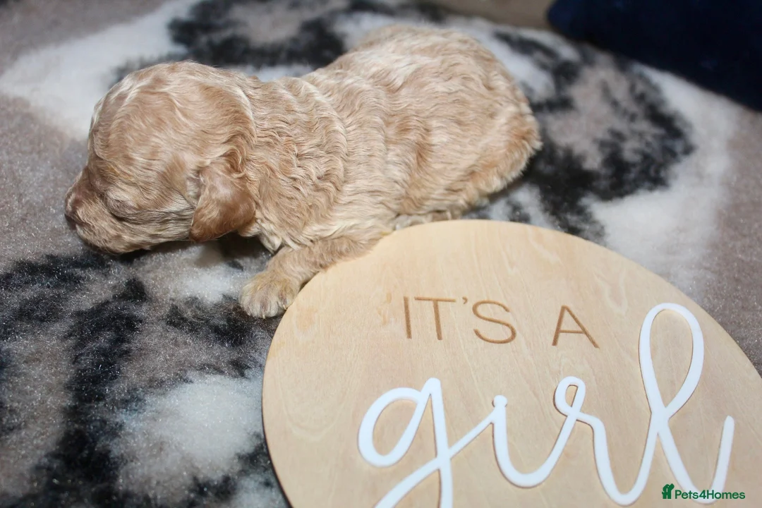 Cockapoo dogs for sale: Child friendly cockapoo puppies ready March - Advert 3