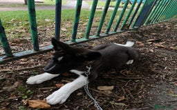Japanese Akita Inu dogs for sale: Japanese Akita 12 weeks old £1250 - Image 3