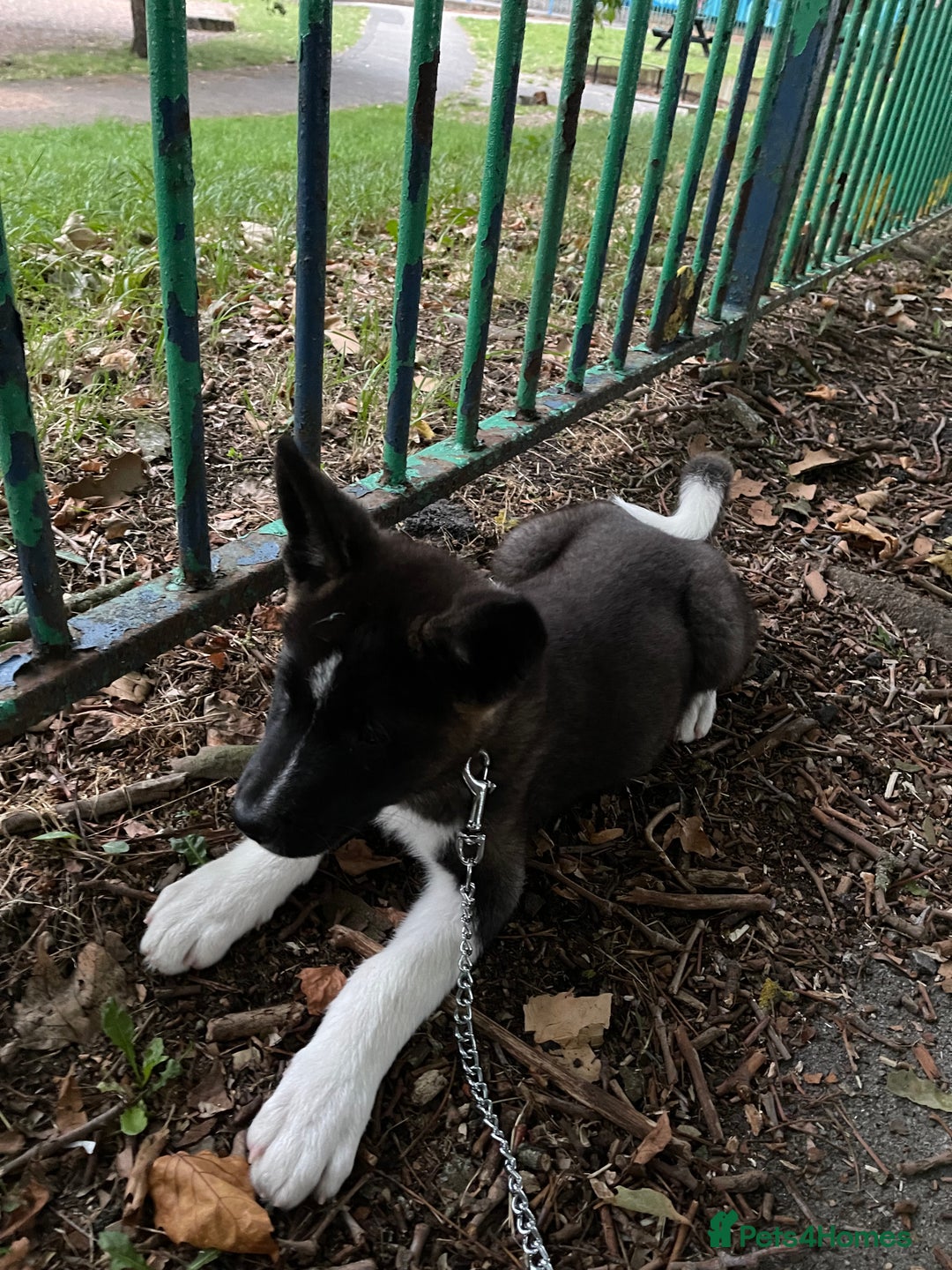 Japanese Akita Inu dogs for sale: Japanese Akita 12 weeks old £1250 - Image 3