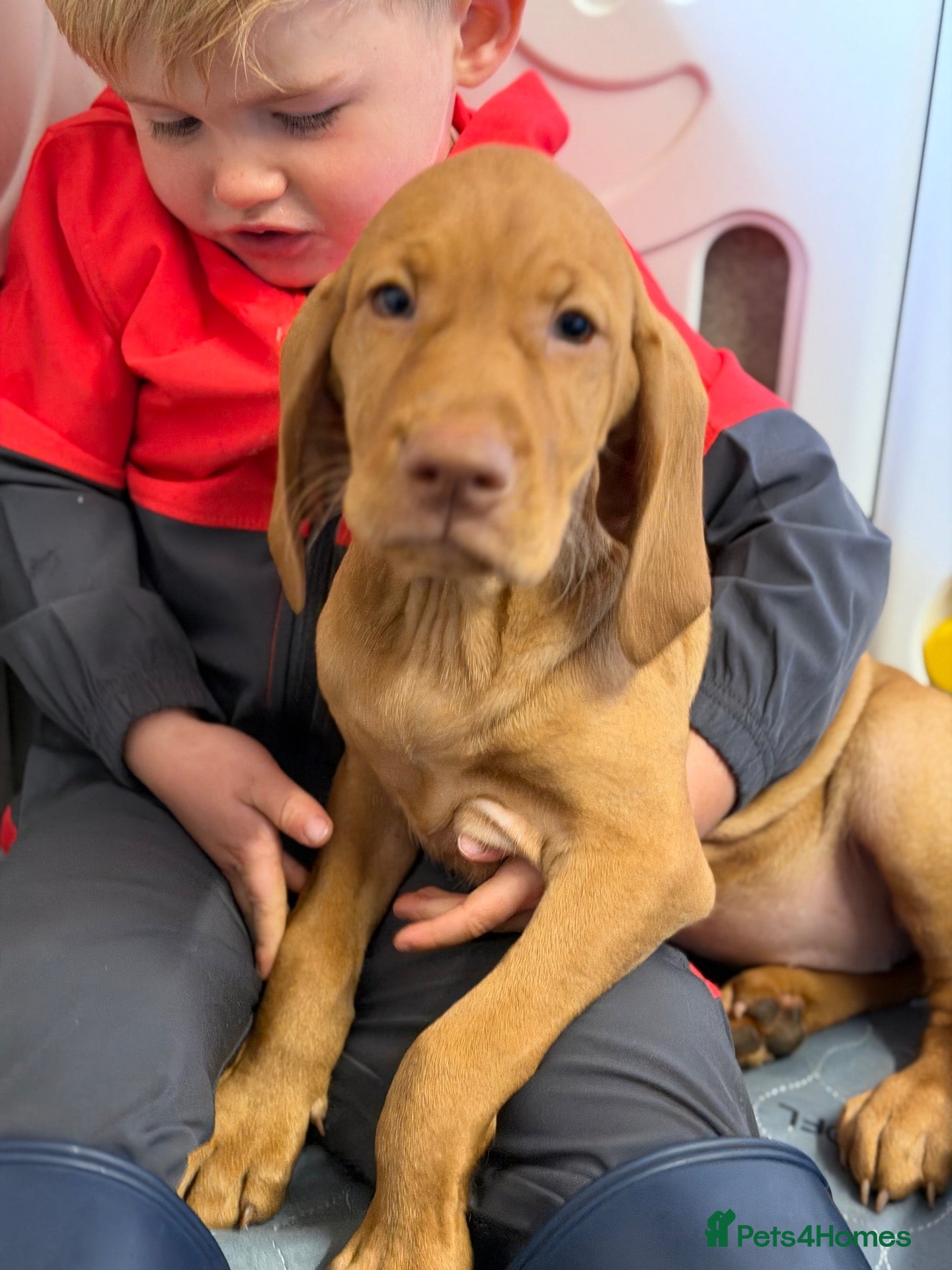 Hungarian Vizsla dogs TRUE HUNGARIAN VIZSLA PUPPIES  - Advert 1