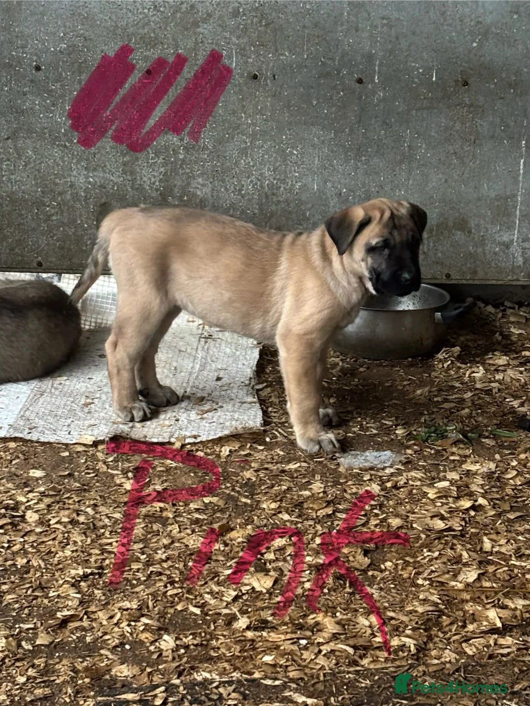 Anatolian Shepherd dogs for sale: Beautiful litter 5 girls left  - Advert 34