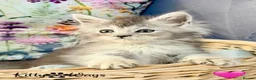 Maine Coon cats for sale: 🐾💠 *TICA REG* SILVER MAINE COON KITTENS 💠🐾 - Advert 4